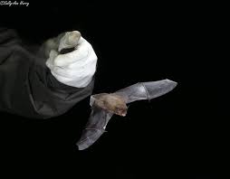 Attēlu rezultāti vaicājumam “Pipistrellus nathusii”