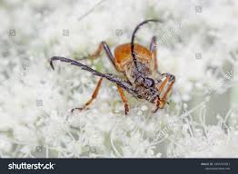 Attēlu rezultāti vaicājumam “Leptura rubra male”