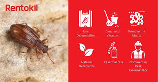 Attēlu rezultāti vaicājumam “Latridiidae”