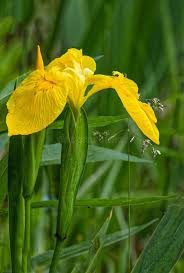 Attēlu rezultāti vaicājumam “Iris pseudacorus flower”