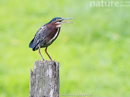 Image result for Butorides virescens