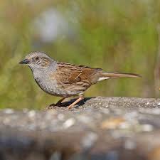 Attēlu rezultāti vaicājumam “Prunella modularis adult”