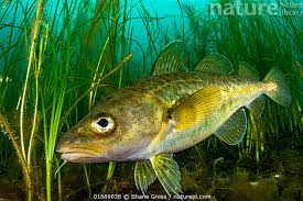 Image result for Gadus morhua