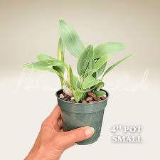 Attēlu rezultāti vaicājumam “Didymium aggregatum”