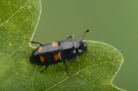 Attēlu rezultāti vaicājumam “Glischrochilus hortensis”