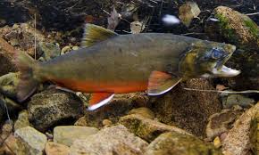 Image result for Salvelinus alpinus