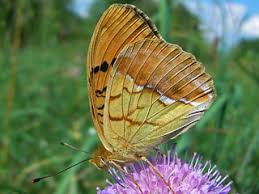 Attēlu rezultāti vaicājumam “Argynnis laodice male”
