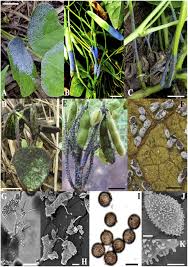 Attēlu rezultāti vaicājumam “Fuligo gyrosa spores”