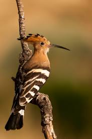 Attēlu rezultāti vaicājumam “Upupa epops”