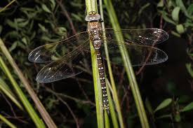 Attēlu rezultāti vaicājumam “Aeshna juncea”