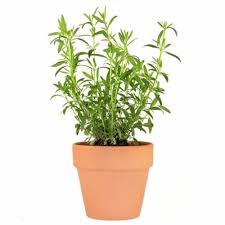 Image result for Artemisia dracunculus