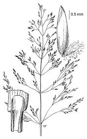 Attēlu rezultāti vaicājumam “Poa palustris leaf”