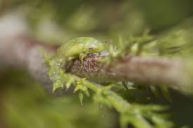 Attēlu rezultāti vaicājumam “Philaenus spumarius nymph”