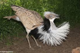 Image result for Chlamydotis macqueenii