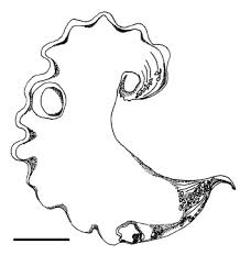 Image result for Haploblepharus pictus