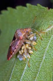 Attēlu rezultāti vaicājumam “Elasmucha grisea imago”