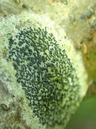 Attēlu rezultāti vaicājumam “Opegrapha atra”