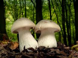 Attēlu rezultāti vaicājumam “Clitocybe nebularis”