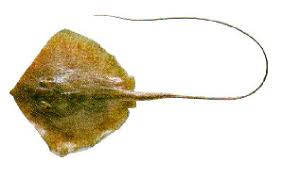 Image result for Hypanus say