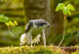 Attēlu rezultāti vaicājumam “Accipiter gentilis adult”