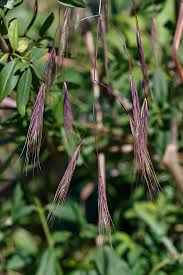 Attēlu rezultāti vaicājumam “Anisantha tectorum”