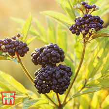 Attēlu rezultāti vaicājumam “Sambucus nigra fruit”
