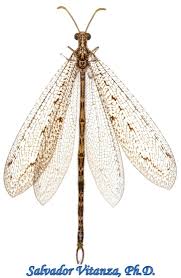 Attēlu rezultāti vaicājumam “Myrmeleontidae”