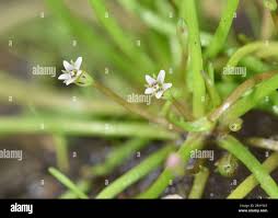 Attēlu rezultāti vaicājumam “Limosella aquatica flower”