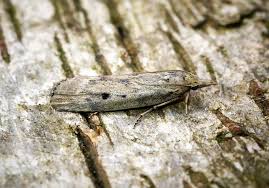 Attēlu rezultāti vaicājumam “Aphomia sociella female”