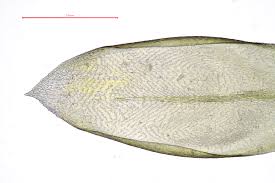 Attēlu rezultāti vaicājumam “Isothecium alopecuroides”