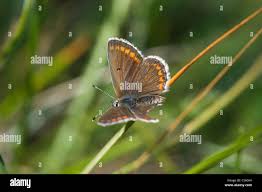Attēlu rezultāti vaicājumam “Aricia artaxerxes  female”
