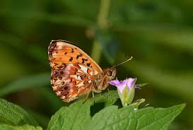 Attēlu rezultāti vaicājumam “Boloria titania”