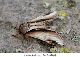 Attēlu rezultāti vaicājumam “Pheosia gnoma male”