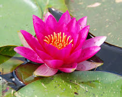 Attēlu rezultāti vaicājumam “Nymphaeaceae”