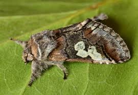 Attēlu rezultāti vaicājumam “Diloba caeruleocephala”