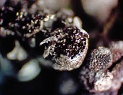 Attēlu rezultāti vaicājumam “Badhamiopsis scripta spores”