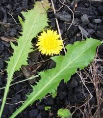 Attēlu rezultāti vaicājumam “Hypochaeris radicata leaf”