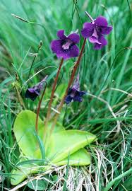 Attēlu rezultāti vaicājumam “Pinguicula vulgaris flower”