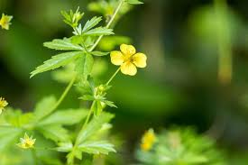 Attēlu rezultāti vaicājumam “Potentilla erecta fruit”