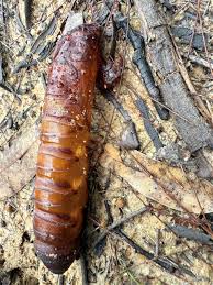 Attēlu rezultāti vaicājumam “Hepialidae”