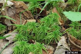 Attēlu rezultāti vaicājumam “Sphagnum squarrosum”