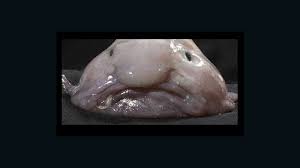 Image result for blobfish