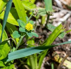 Attēlu rezultāti vaicājumam “Medicago lupulina flower”