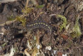 Attēlu rezultāti vaicājumam “Setina irrorella”