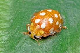 Attēlu rezultāti vaicājumam “Halyzia sedecimguttata”