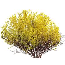 Attēlu rezultāti vaicājumam “Forsythia suspensa”