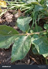 Attēlu rezultāti vaicājumam “Solanum tuberosum leaf”