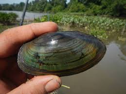 Attēlu rezultāti vaicājumam “Diachea muscorum macro”