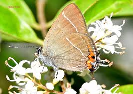 Attēlu rezultāti vaicājumam “Satyrium w-album”