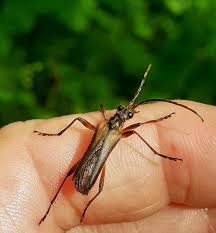 Attēlu rezultāti vaicājumam “Stenocorus meridianus”